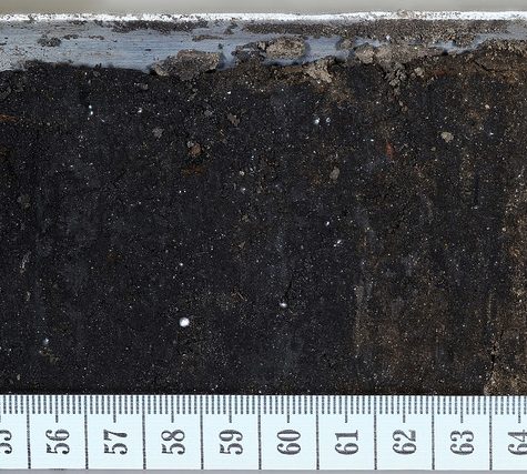 Soil and Root Sample