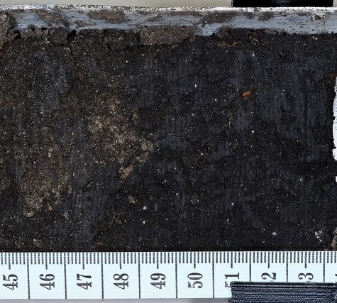 Soil and Root Sample