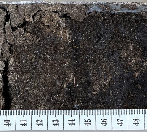 Soil and Root Sample