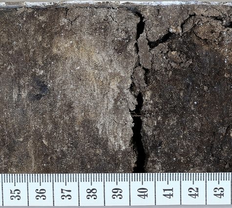 Soil and Root Sample
