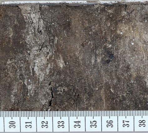 Soil and Root Sample