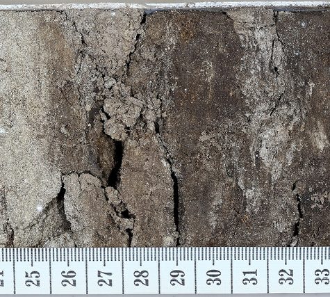 Soil and Root Sample