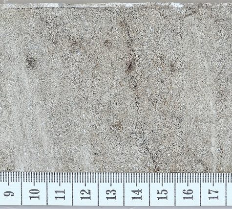 Soil and Root Sample