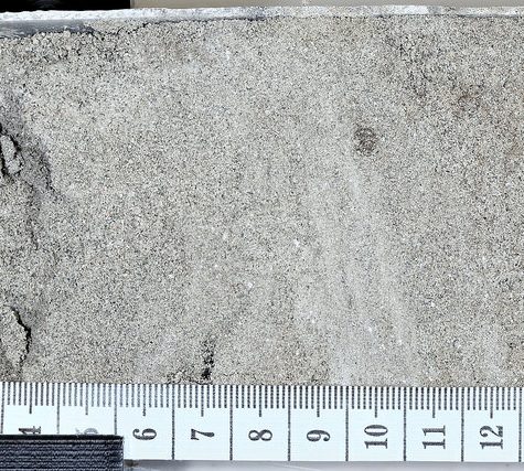 Soil and Root Sample
