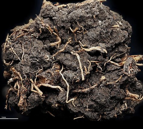 Soil and Root Sample