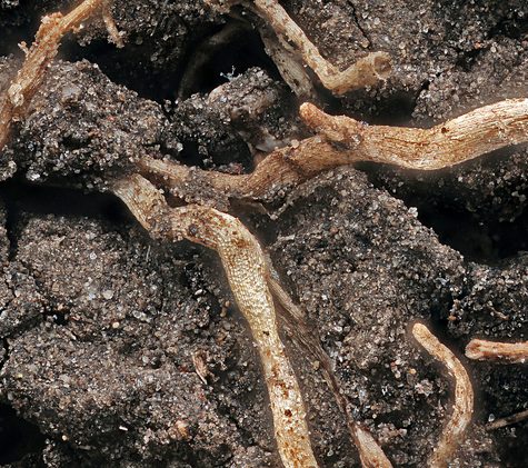 Soil and Root Sample