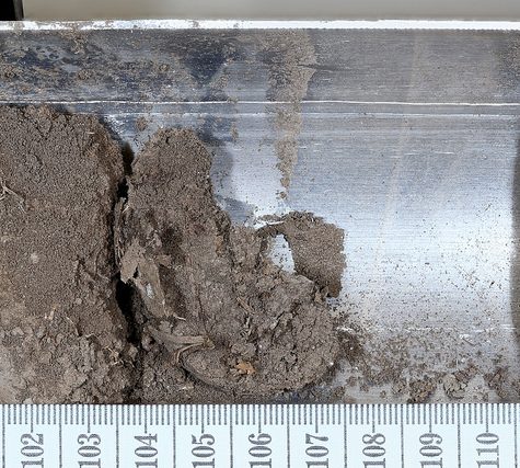 Soil and Root Sample