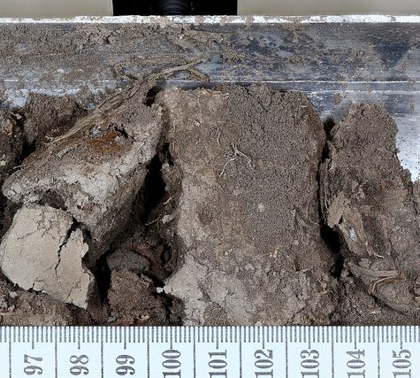 Soil and Root Sample