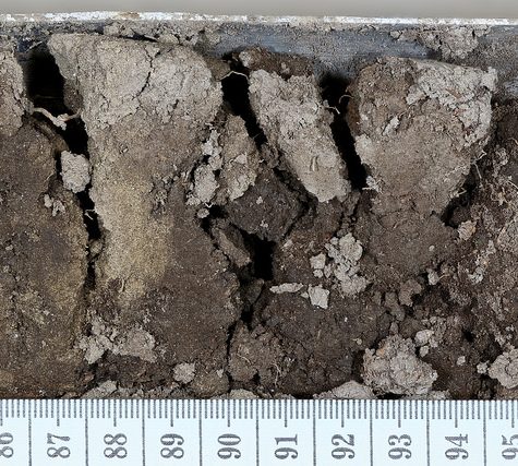 Soil and Root Sample