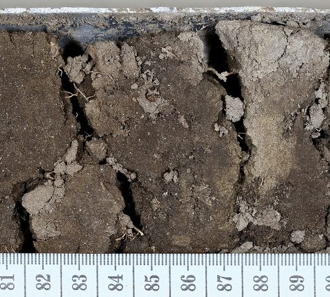 Soil and Root Sample