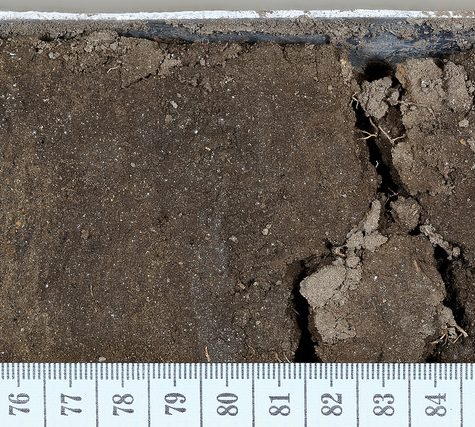 Soil and Root Sample