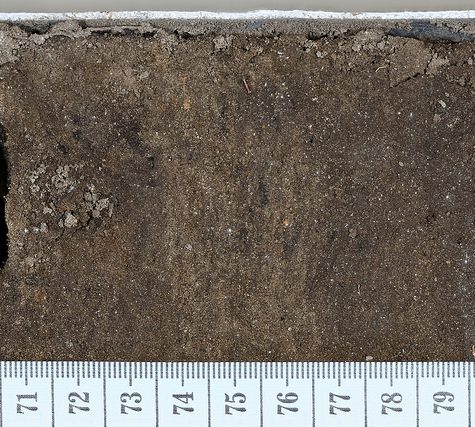 Soil and Root Sample