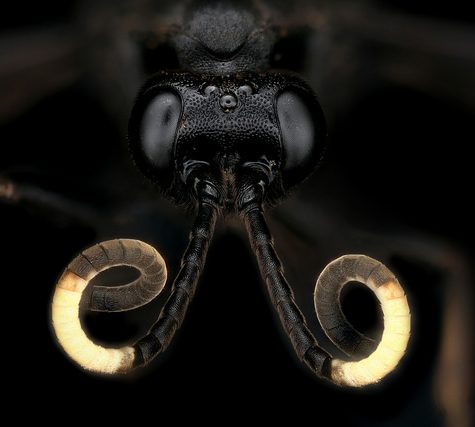 Spider Wasp, Mansfield CT