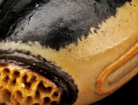 Stick Insect Hatching