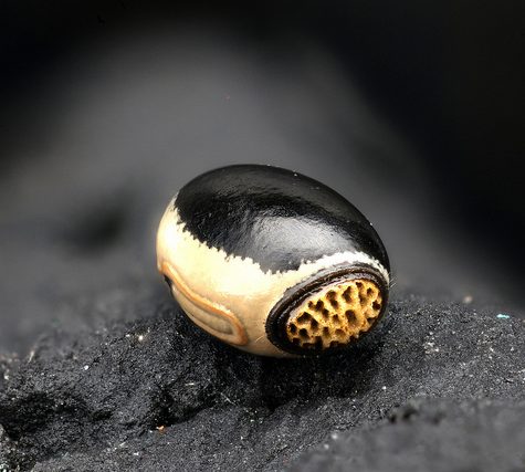 Stick Insect Hatching