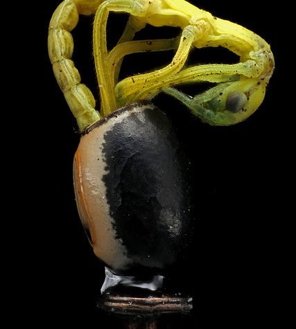 Stick Insect Hatching