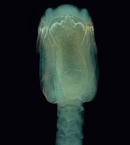 Tapeworm Parasite in Mustelus canis