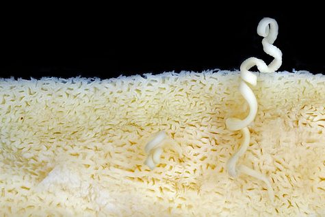 Tapeworm Parasite in Mustelus canis