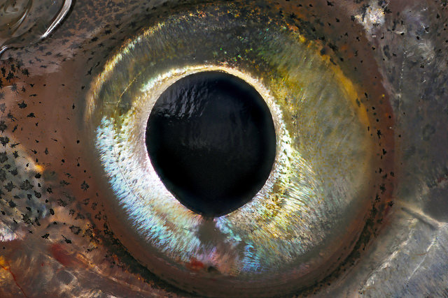 Golden Shiner Eye – Macroscopic Solutions | INSPIRING DISCOVERY