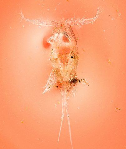 Copepod, Tolland CT