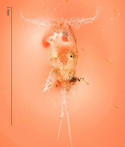 Copepod, Tolland CT