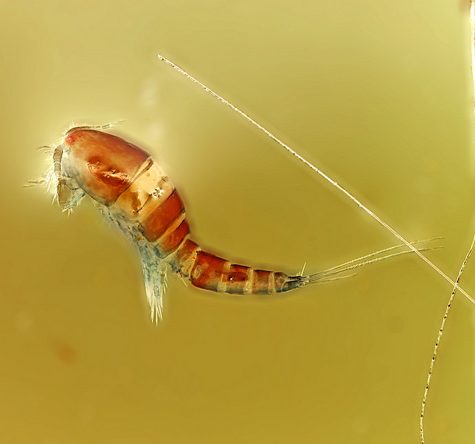 Copepod, Tolland CT