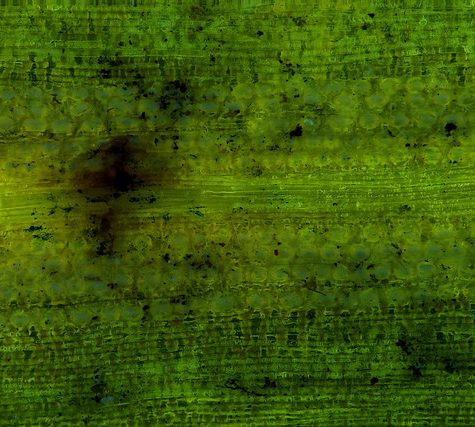 Ginkgo Leaf, Portland Oregon