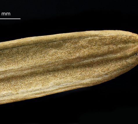 Ginkgo Leaf, Portland Oregon