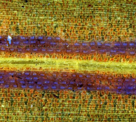 Ginkgo Leaf, Portland Oregon