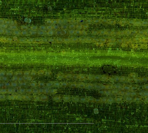 Ginkgo Leaf, Portland Oregon