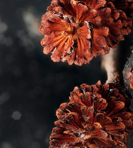 Ginkgo Leaf, Portland Oregon