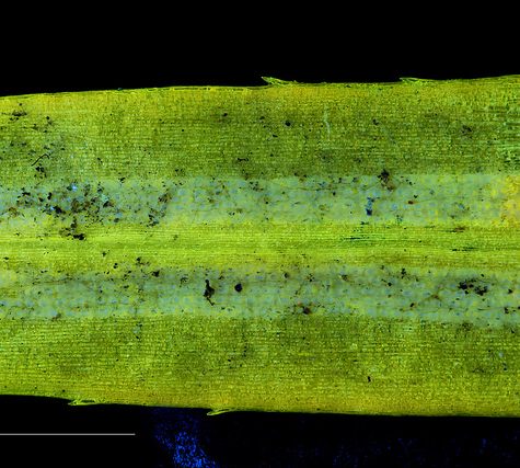 Ginkgo Leaf, Portland Oregon