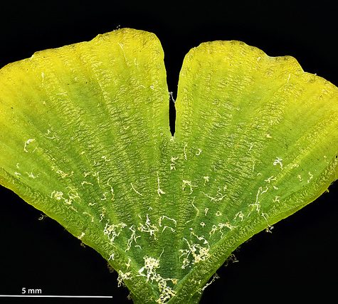 Ginkgo Leaf, Portland Oregon