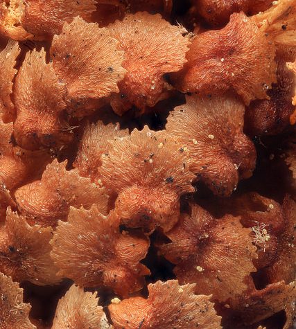 Ginkgo Leaf, Portland Oregon