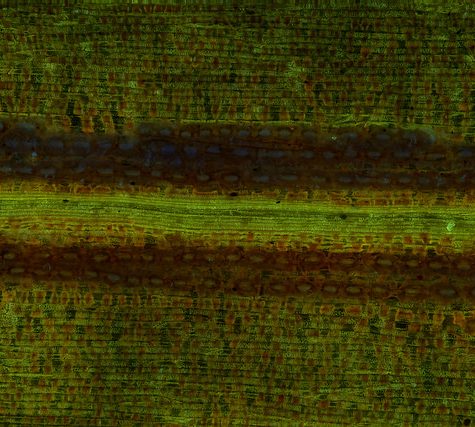 Ginkgo Leaf, Portland Oregon