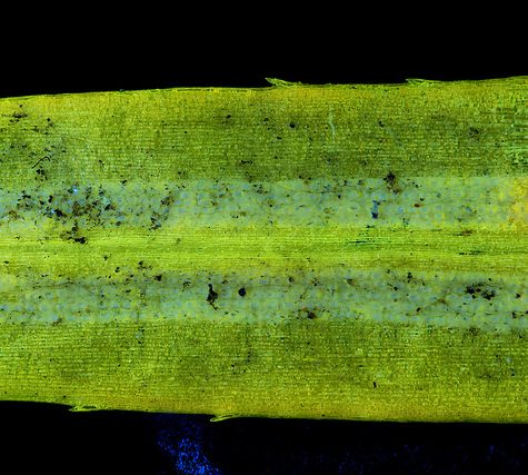 Ginkgo Leaf, Portland Oregon