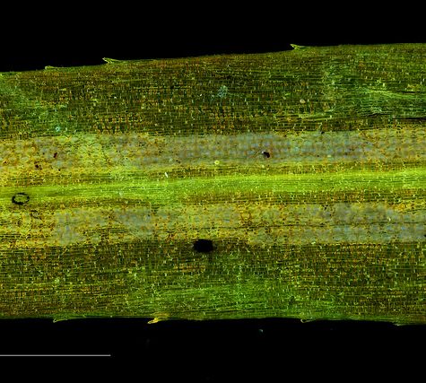 Ginkgo Leaf, Portland Oregon