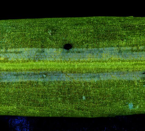 Ginkgo Leaf, Portland Oregon