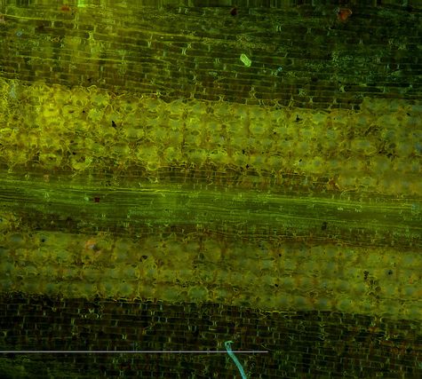 Ginkgo Leaf, Portland Oregon