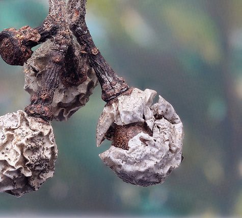 Ginkgo Leaf, Portland Oregon