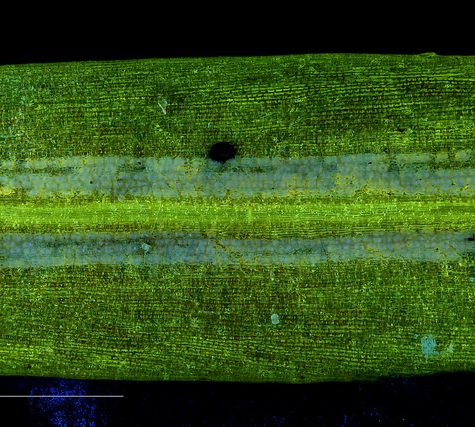 Ginkgo Leaf, Portland Oregon