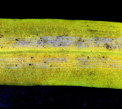 Ginkgo Leaf, Portland Oregon