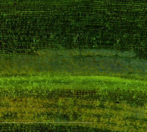 Ginkgo Leaf, Portland Oregon