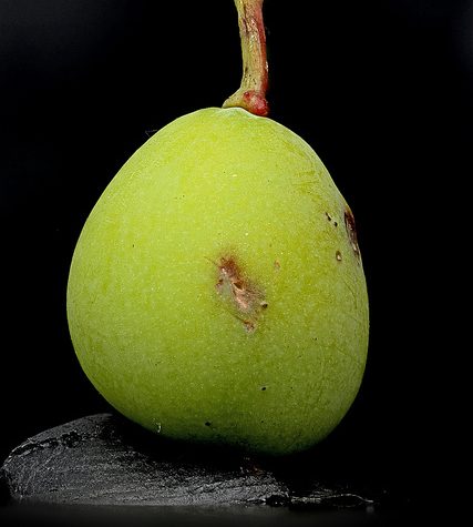 Ginkgo Leaf, Portland Oregon