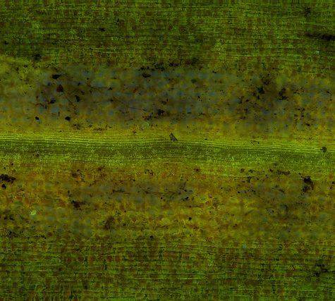 Ginkgo Leaf, Portland Oregon