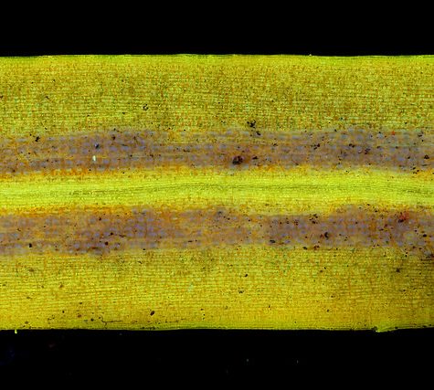 Ginkgo Leaf, Portland Oregon