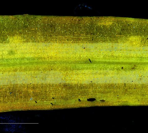 Ginkgo Leaf, Portland Oregon