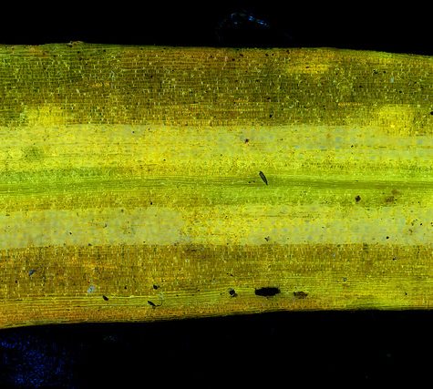 Ginkgo Leaf, Portland Oregon