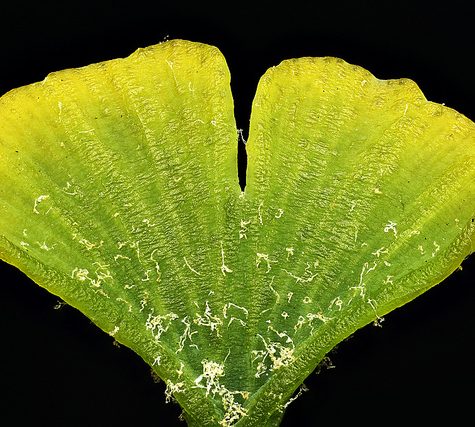 Ginkgo Leaf, Portland Oregon