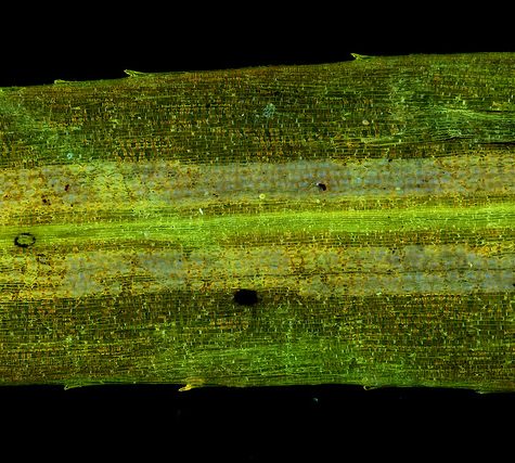 Ginkgo Leaf, Portland Oregon